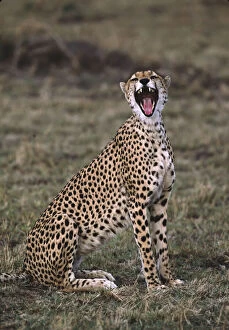 Africa, Kenya, Massai Mara. Cheetah (Acinonyx)