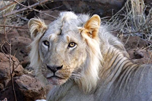 Africa, Kenya, Meru. Face of feeding lion