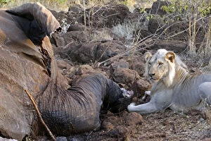Africa, Kenya, Meru. Lion feeding