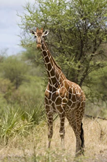 Africa, Kenya, Meru National Park, giraffe