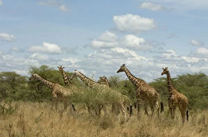 Images Dated 27th January 2010: Africa, Kenya, Meru National Park, giraffes