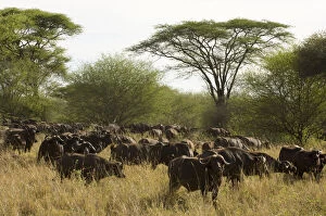 Africa, Kenya, Meru National Park, group