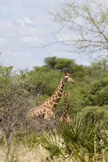 Images Dated 27th January 2010: Africa, Kenya, Meru National Park, reticulated