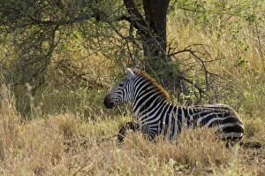Images Dated 27th January 2010: Africa, Kenya, Meru National Park, zebra