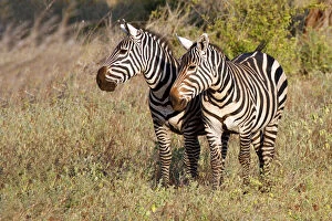 Africa, Kenya, Meru. Pair of Zebras in Meru