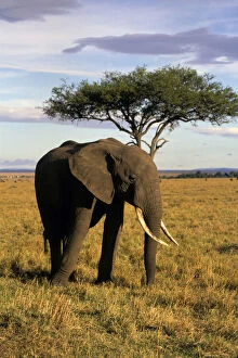 Solitary Gallery: Africa, Kenya, Msai Mara. An elehpant