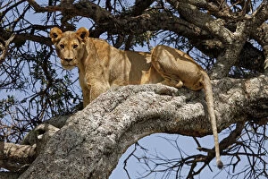 Images Dated 16th May 2012: Africa, Kenya, Msai Mara. A female lion