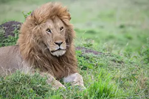 Mara Prints: Africa, Kenya, Northern Serengeti Plains, Maasai Mara. Male lion Date: 26-10-2020