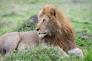 Africa, Kenya, Northern Serengeti Plains, Maasai Mara. Male lion Date: 26-10-2020