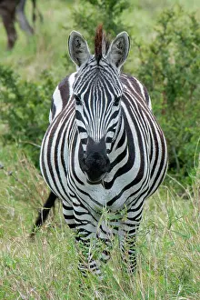 Africa, Kenya, Northern Serengeti Plains, Maasai Mara. Plains zebra aka Burchell's zebra Date: 28-10-2020