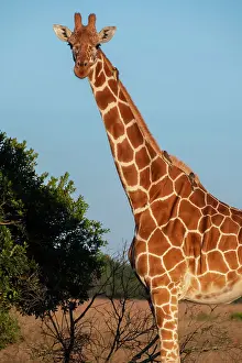 Africa, Kenya, Ol Pejeta Conservancy. Reticulated giraffe with yellow-billed oxpeckers. Endangered species. Date: 23-10-2020