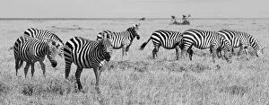 Images Dated 27th April 2021: Africa, Kenya, Ol Pejeta Conservancy. Herd of Bruchell's