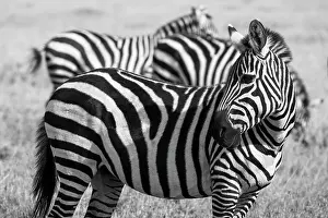 Africa, Kenya, Ol Pejeta Conservancy. Bruchell's zebra (Equus burchellii) in grassland habitat. Date: 23-10-2020