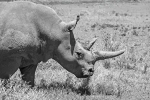 Africa, Kenya. Ol Pejeta Conservancy, one of last 2 critically endangered Northern white rhinos. Date: 23-10-2020