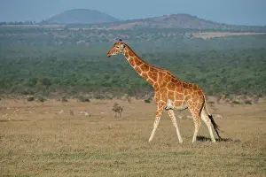 Africa, Kenya, Ol Pejeta Conservancy. Reticulated giraffe Endangered species. Date: 24-10-2020