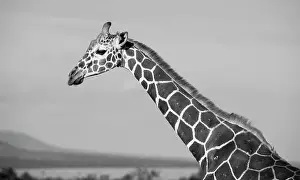 Africa, Kenya, Ol Pejeta Conservancy. Reticulated giraffe Endangered species. Date: 24-10-2020