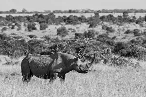 Images Dated 27th April 2021: Africa, Kenya, Ol Pejeta Conservancy. Black rhinoceros