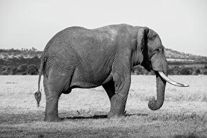 Images Dated 27th April 2021: Africa, Kenya, Ol Pejeta Conservancy. Lone bull