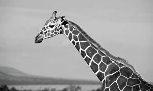 Images Dated 27th April 2021: Africa, Kenya, Ol Pejeta Conservancy. Reticulated