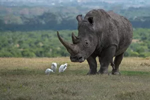 Egret Collection: Africa, Kenya, Ol Pejeta. Southern white rhinoceros (Ceratotherium simum simum)