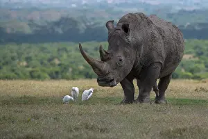 Protected Prints: Africa, Kenya, Ol Pejeta. Southern white rhinoceros (Ceratotherium simum simum) threatened species