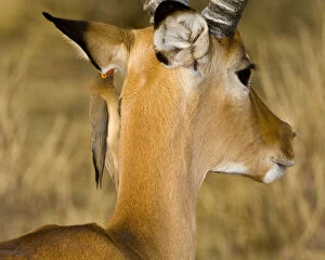 Africa. Kenya. Red-billed Oxpecker cleans