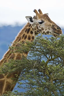Images Dated 20th May 2009: Africa. Kenya. Rothschild's Giraffe at Lake