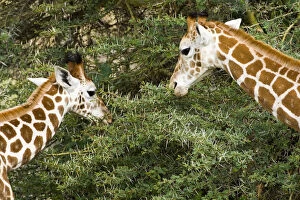 Camelopardalis Gallery: Africa. Kenya. Rothschild's Giraffes at