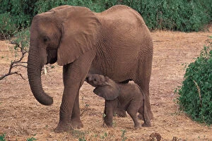 Images Dated 7th December 2005: AFRICA, Kenya, Samburu African Elephants