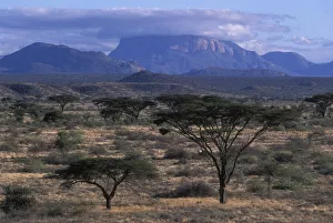 Africa, Kenya, Samburu National Reserve Africa, Kenya, Samburu National Reserve