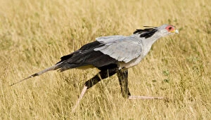 Images Dated 20th May 2009: Africa. Kenya. Secretary Bird at Samburu