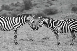 Images Dated 27th April 2021: Africa, Kenya, Serengeti, Maasai Mara. Plains zebra