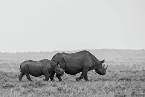 Images Dated 27th April 2021: Africa, Kenya, Serengeti, Maasai Mara. Black rhinoceros
