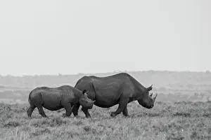 Africa, Kenya, Serengeti, Maasai Mara. Black rhinoceros, Critically endangered. Date: 29-10-2020