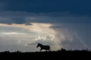 Equus Gallery: Africa, Kenya, Serengeti, Maasai Mara. Burchell's