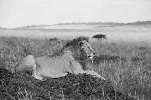 Images Dated 27th April 2021: Africa, Kenya, Serengeti, Maasai Mara. Young male