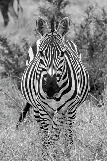 Africa, Kenya, Serengeti Plains, Maasai Mara. Plains zebra aka Burchell's zebra Date: 28-10-2020