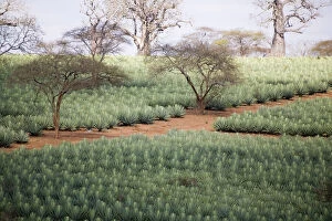 Agave Gallery: Africa, Kenya. Sisal field dotted with Baobab