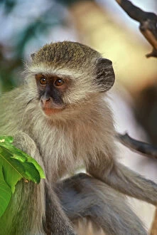 Africa, Kenya, vervet monkey baby