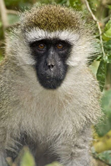 Aethiops Gallery: Africa. Kenya. Vervet Monkey at Lake Nakuru