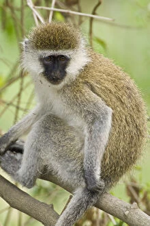Images Dated 20th May 2009: Africa. Kenya. Vervet Monkey at Lake Nakuru