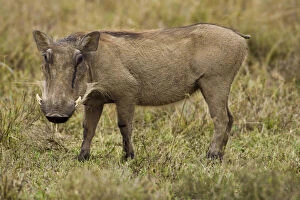 Africa. Kenya. Warthog at Hells Gate NP
