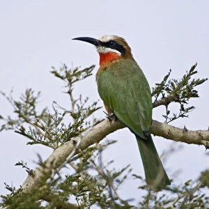 Images Dated 20th May 2009: Africa. Kenya. White-fronted Bee Eater at