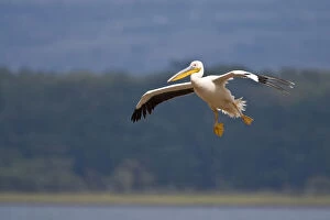 Africa. Kenya. White Pelican in flight at