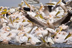 Africa. Kenya. White Pelicans bathing at