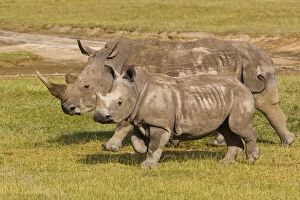 Images Dated 20th May 2009: Africa. Kenya. White Rhinocerus with baby