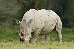 Africa. Kenya. White Rhinocerus with Red-billed