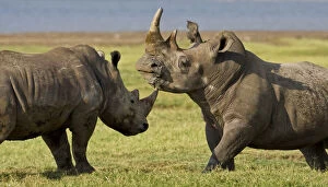 Images Dated 20th May 2009: Africa. Kenya. White Rhinos fighting at