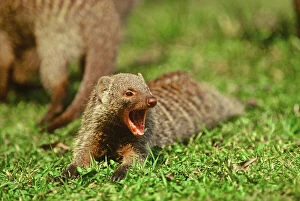 Banded Gallery: Africa, Kenya, wildlife Common Mongoose