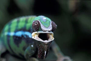 Africa, Madagascar. Redbar Panther Chameleon